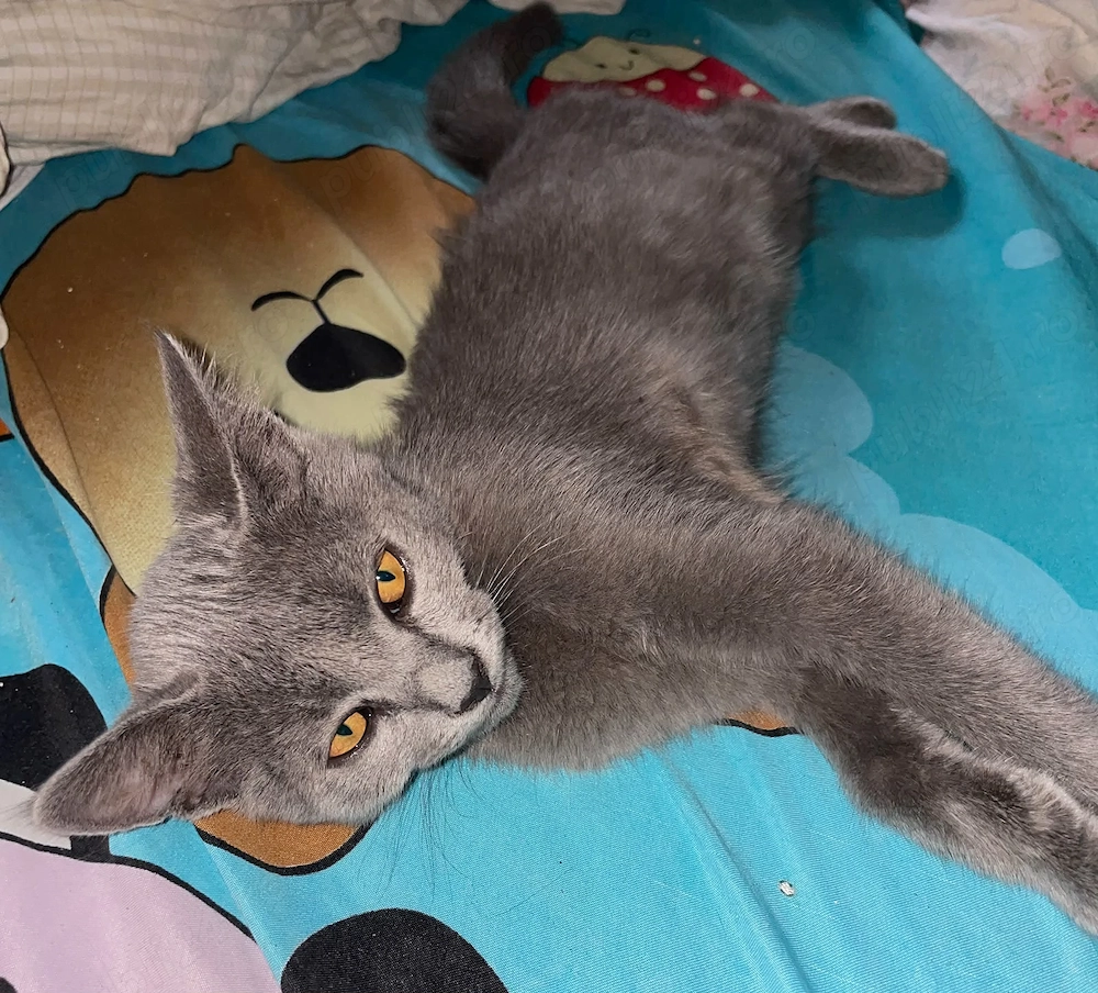 De vânzare puiuți British Shorthair   fetiță și băiețel