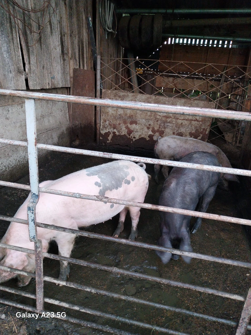Vând Porci de prăsilă 
