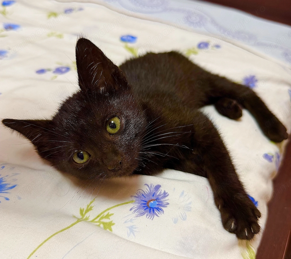 ADOPȚIE 2 motănei adorabili !