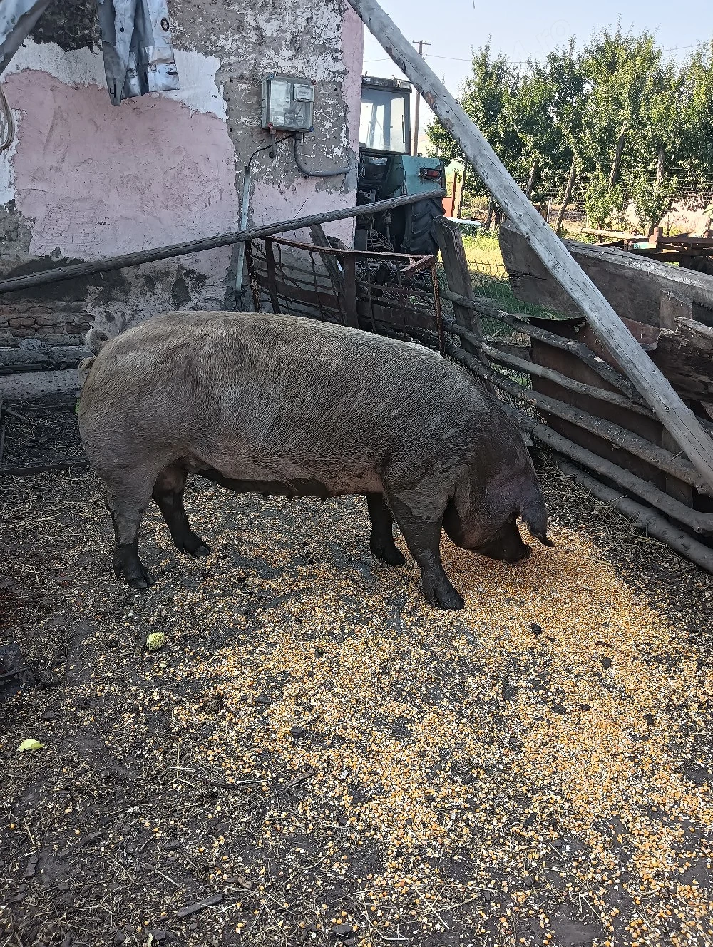 De vânzare o scroafa pentru tăiere 
