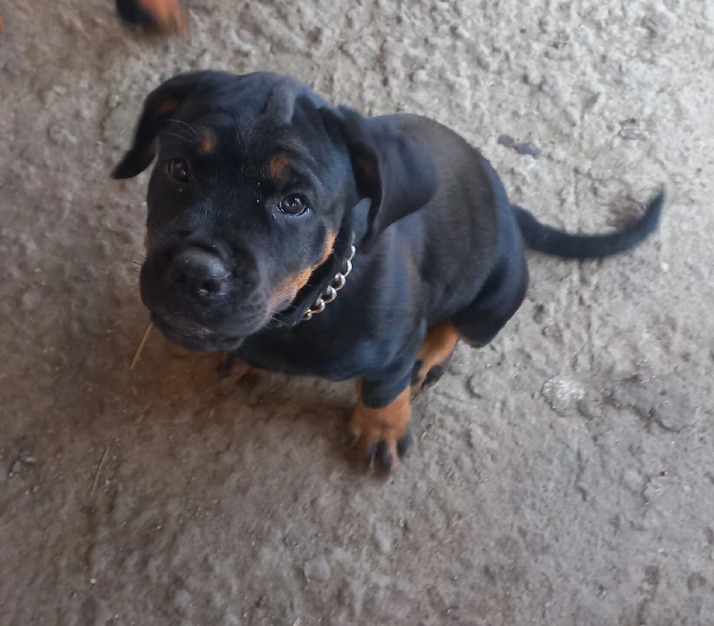 Vând femelă Rottweiler 