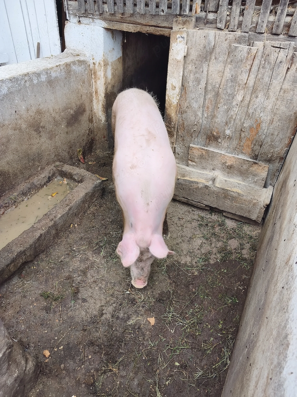 Vând porc 100- 120 kg