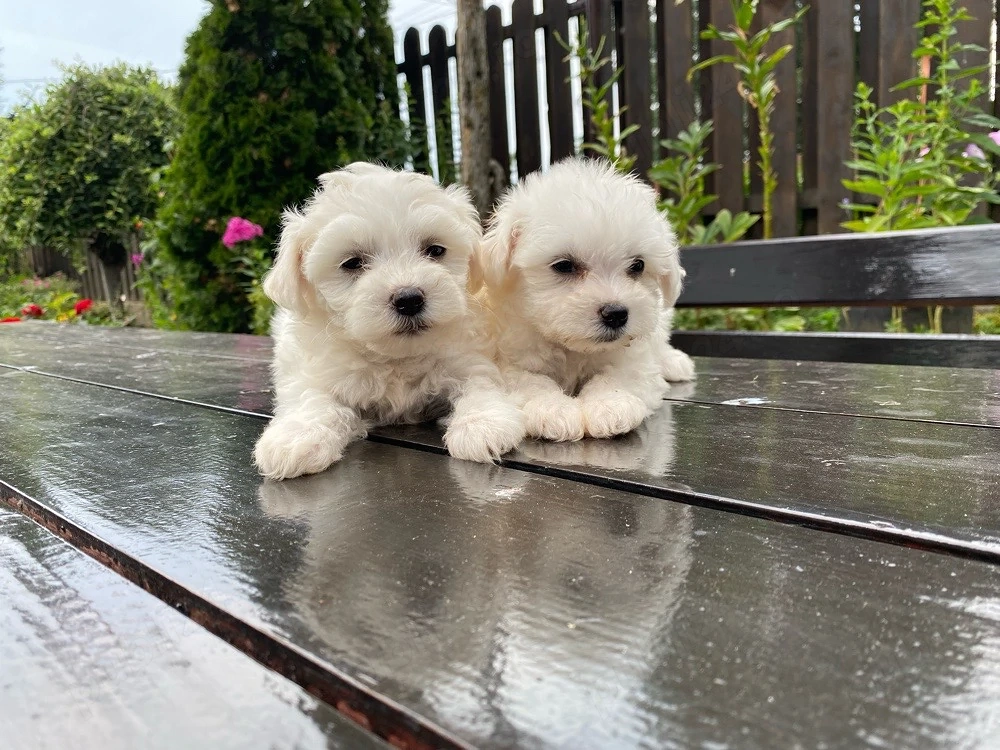 vand pui bichon maltese mini toy