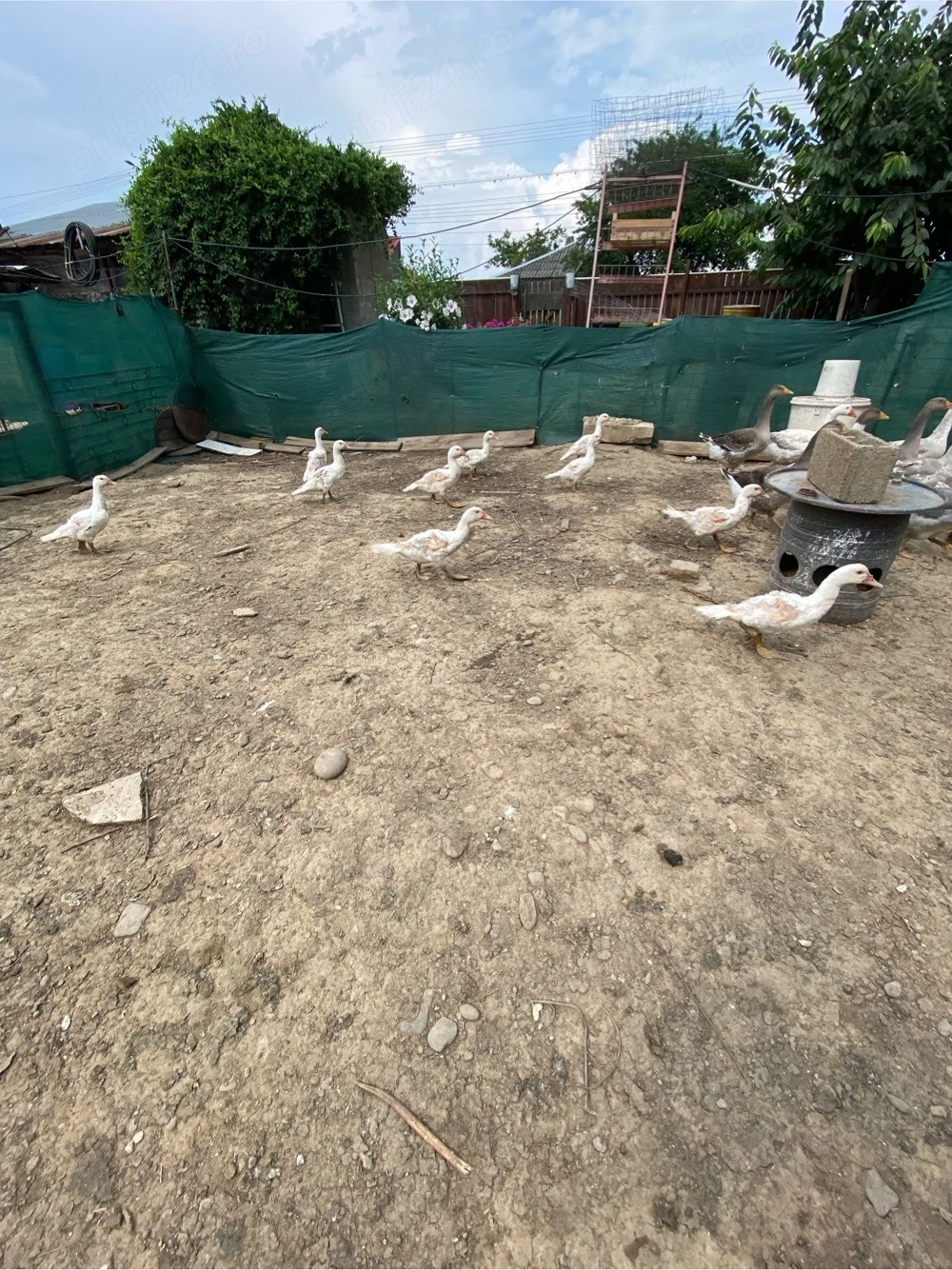 vand rate pekin 4 luni 2-3 kg