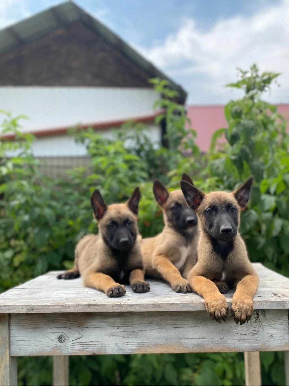 vand pui ciobanesc belgian malinois