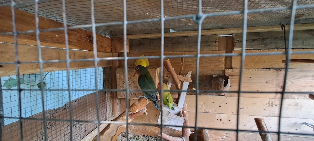 Vand papagali agapornis