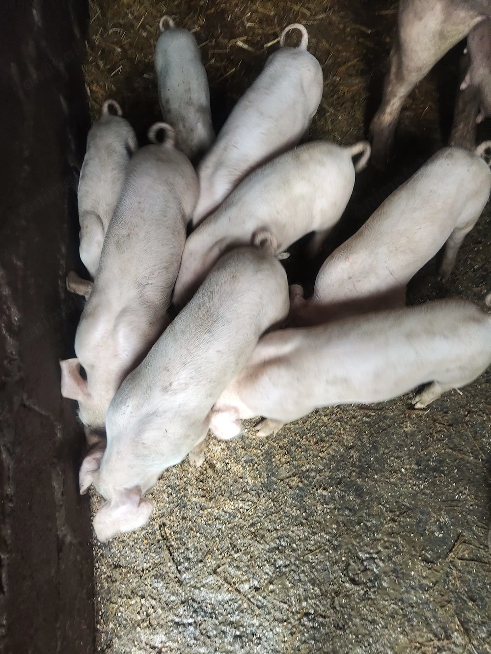 Vand Purcei de 2 luni, satul Comana - Giurgiu
