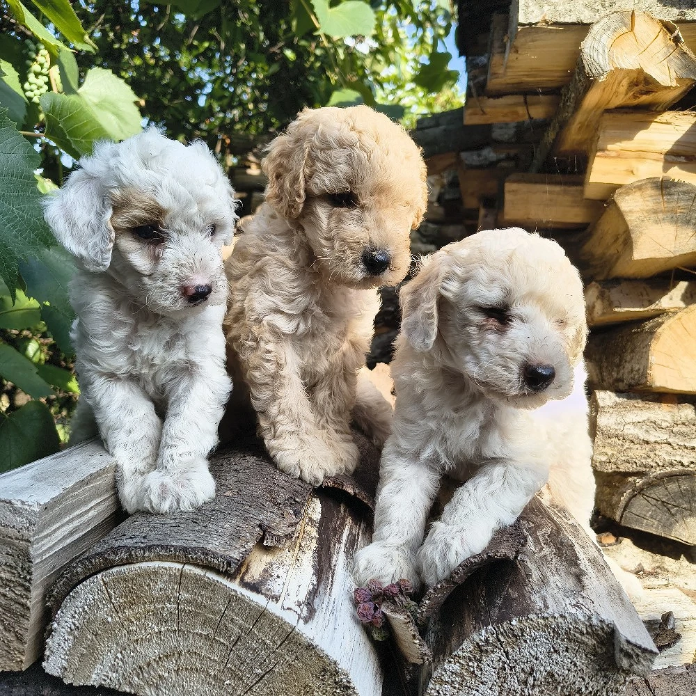 Caniche talie medie 