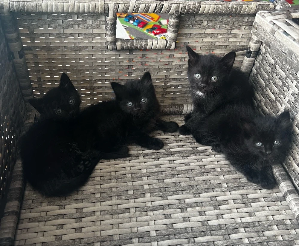 De vanzare pui de pisica british longhair