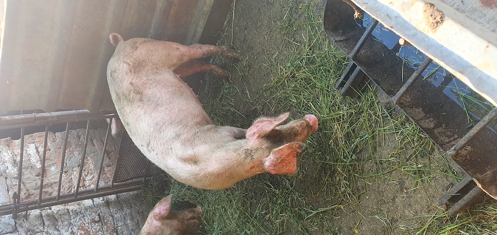 Purcei Landrace 