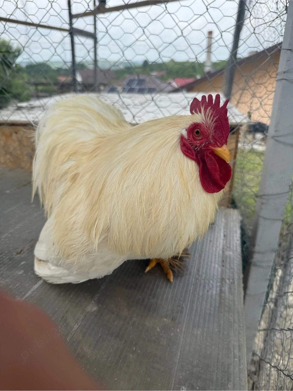 Vand cocos Cochinchina