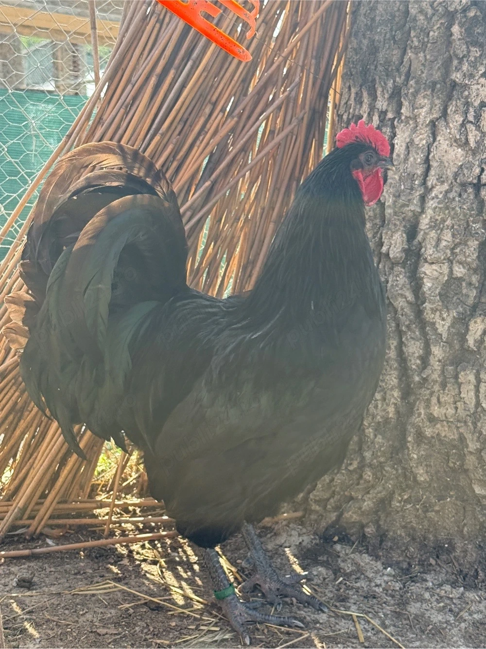 Vand cocos Australorp 