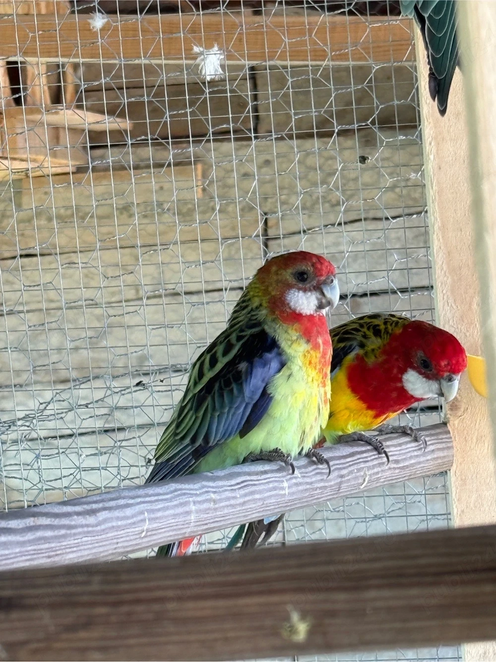 Papagali Rosella