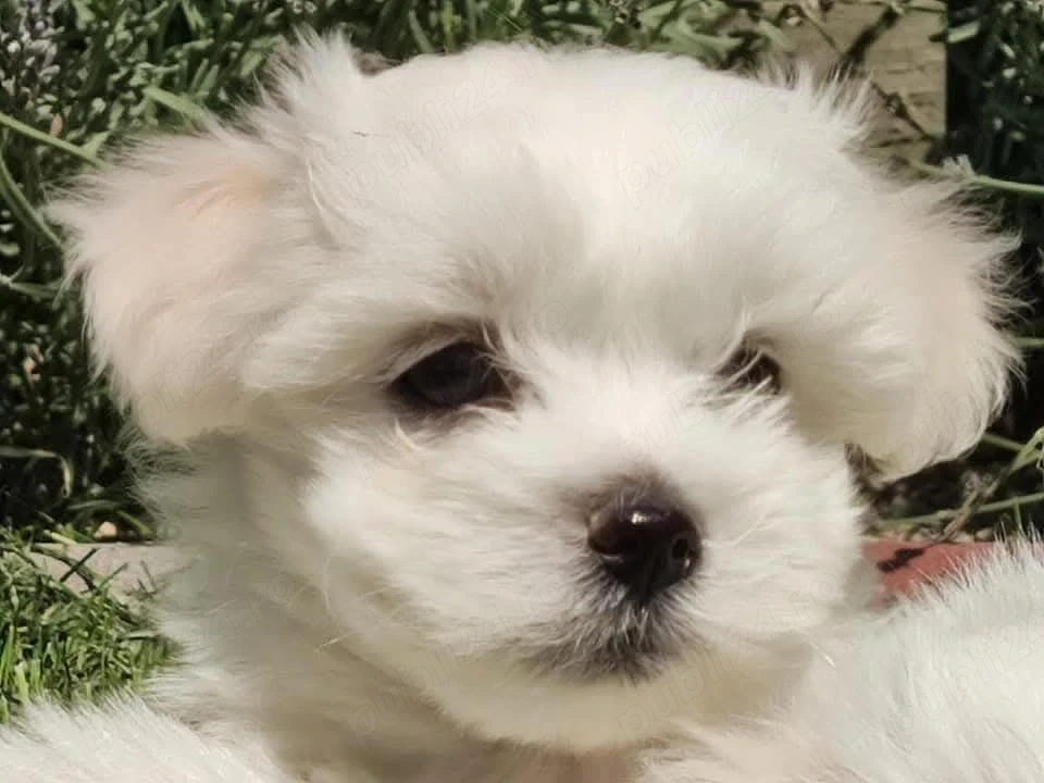 Bichon Maltese (Maltez) cu pasaport