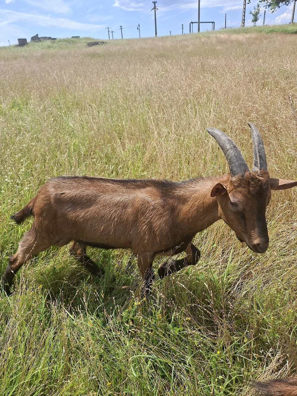 Vând țap alpin francez