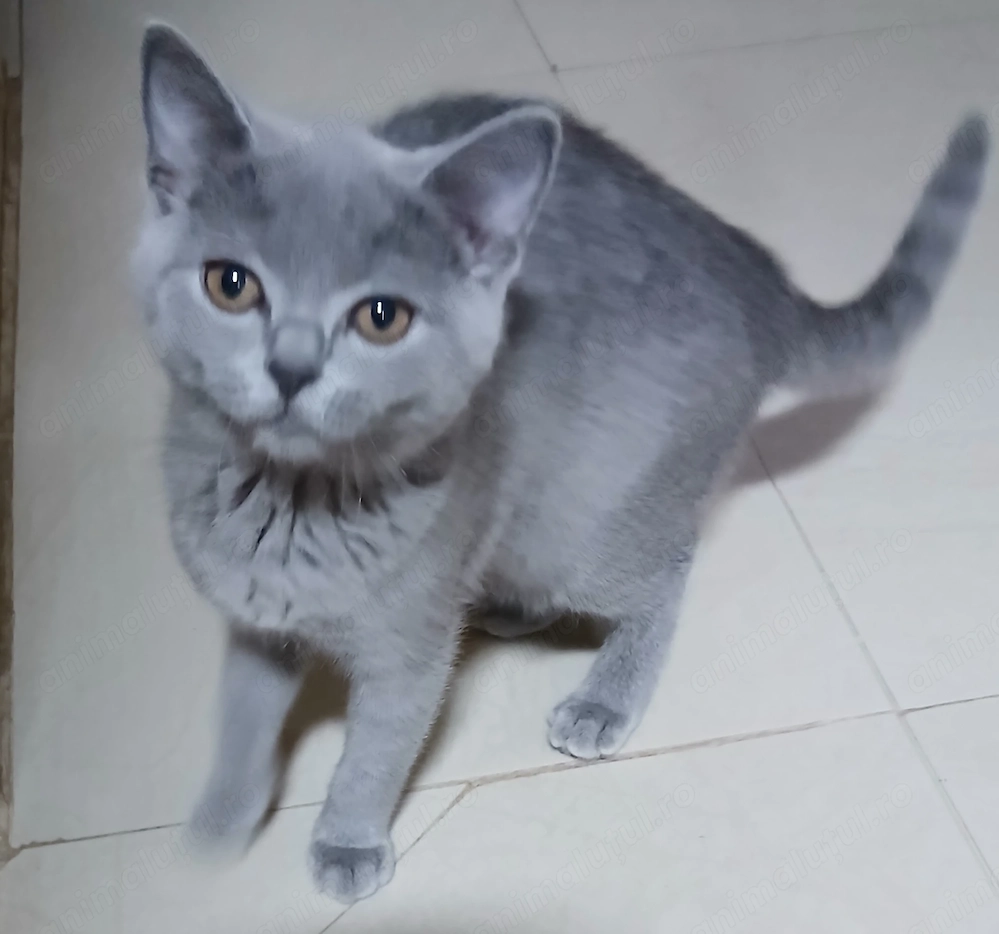 Puiuti pisica rasa british & scotish shorthair , in varsta de 2 luni jumate