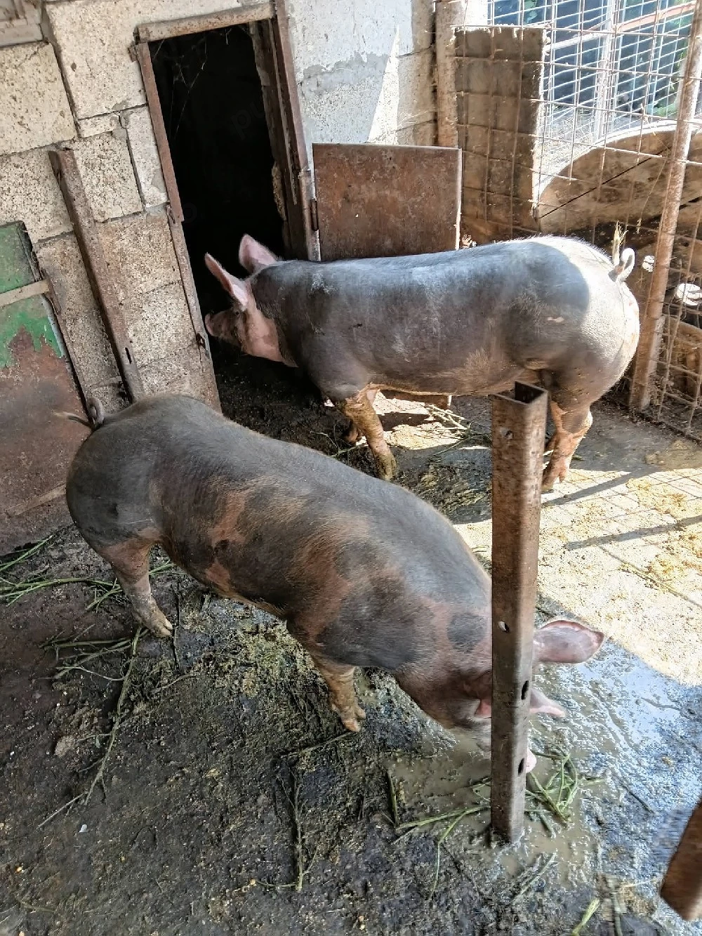 porci de carne de vanzare