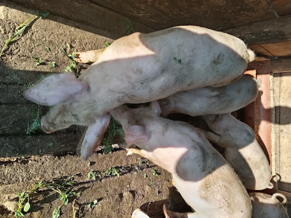 Soldanii de vanzare