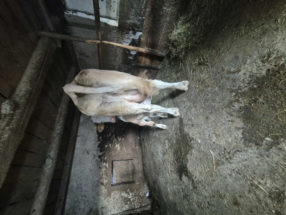 Vand vaca cu vitel