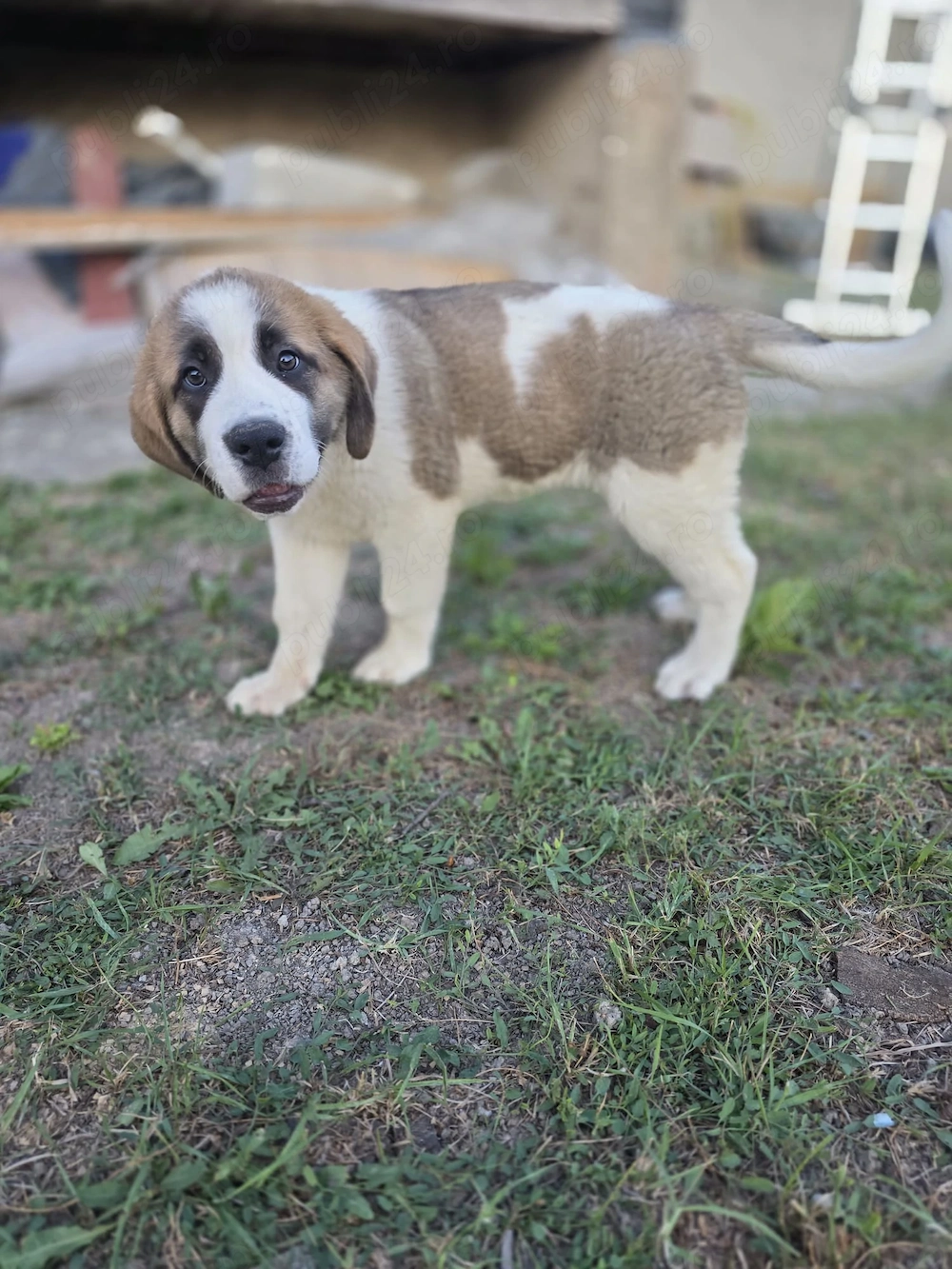 Saint Bernard femelă