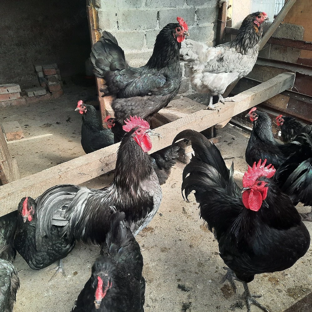 Familii de Australorp de vânzare 