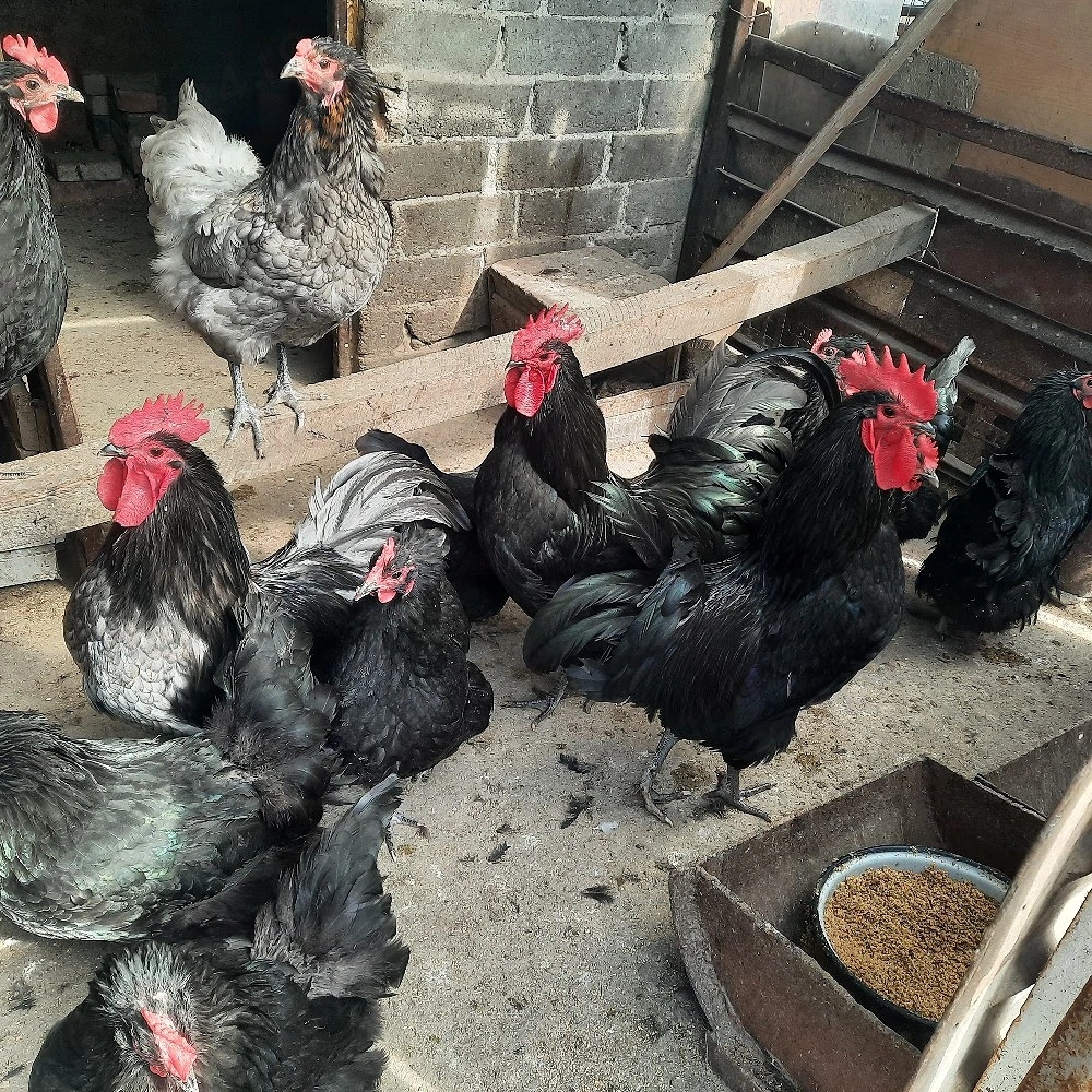 Familii de Australorp de vânzare 