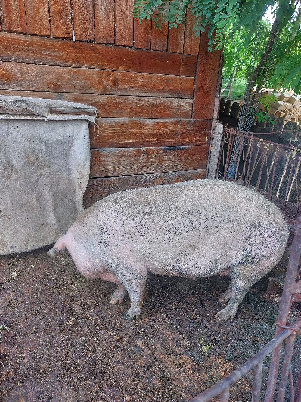 Porc Scroafa de Vanzare 
