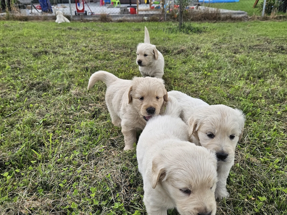 Pui Golden Retriever 