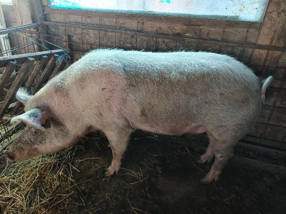 Vind porc castrat la 250 kg preț 10 lei kg.
