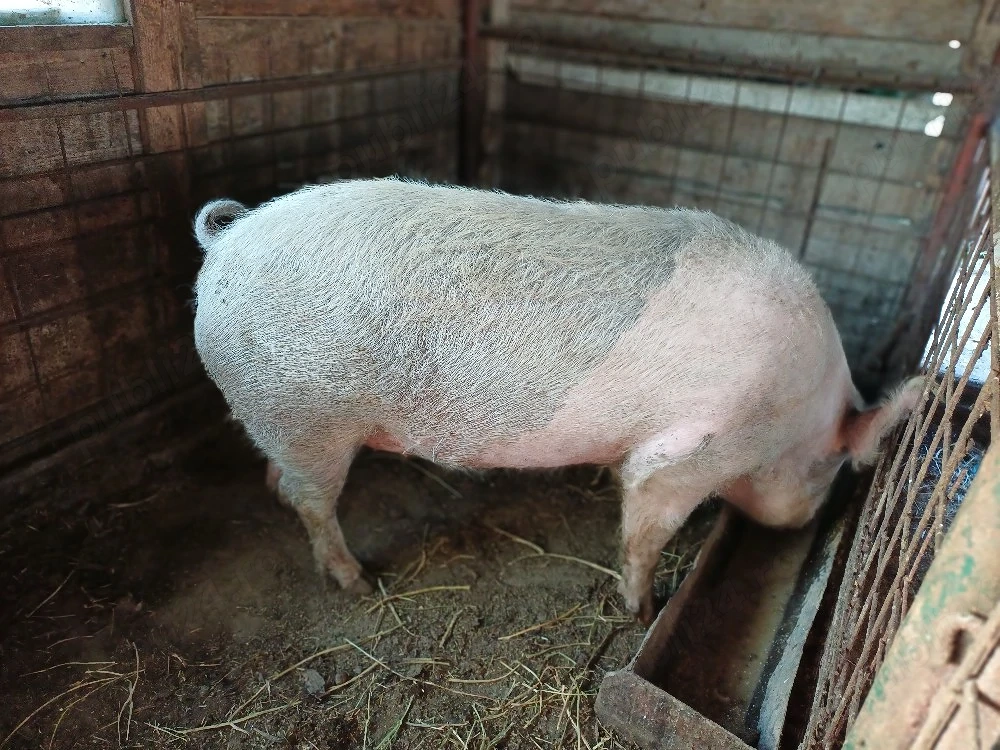 vind porc 240 kg la 10 lei kg.
