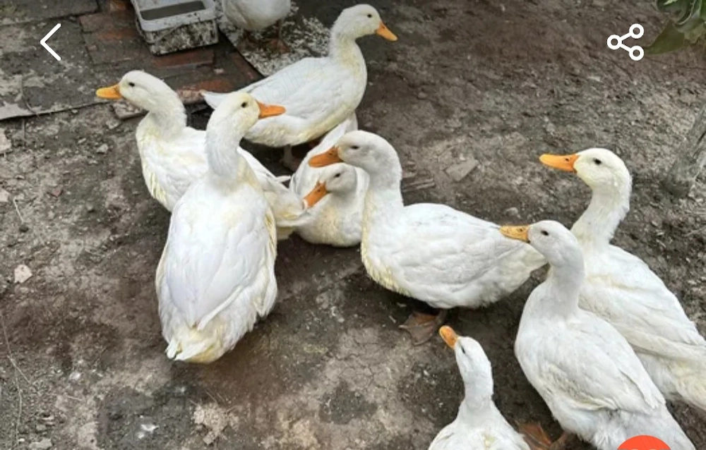 Rațe Pekin între 2kg si 4kg tăiate la cerere!