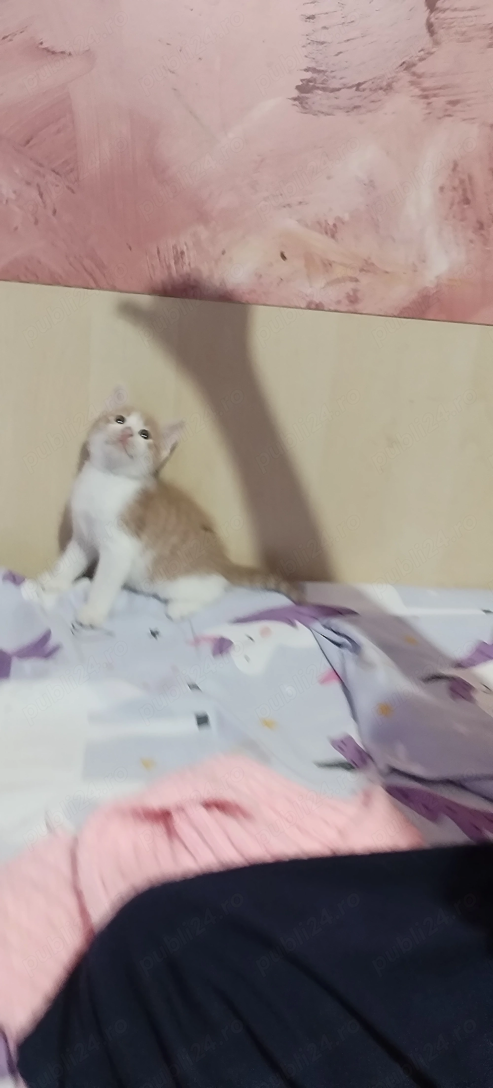 pisic mic pisica pisici