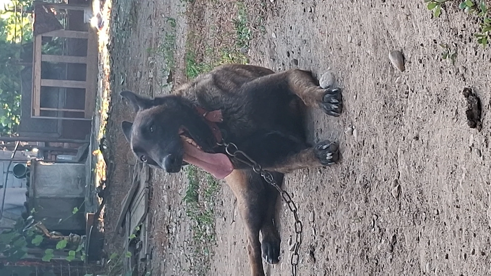 Femla ciobanesc malinois cu pedegree