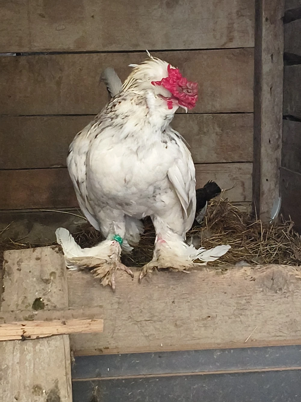 cocoșel struma bantam 