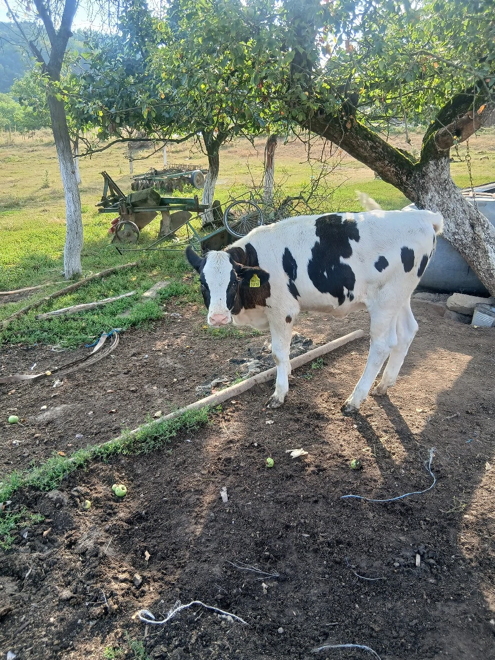 vitea holstein friz