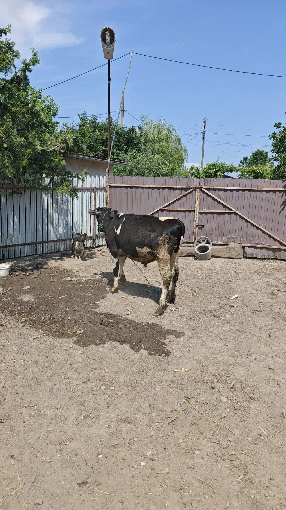 vițel 6 luni