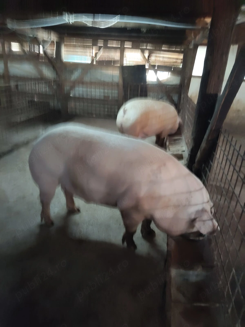 Porci de carne 250 kg crescut natural fara îngrășăminte doar cereale 