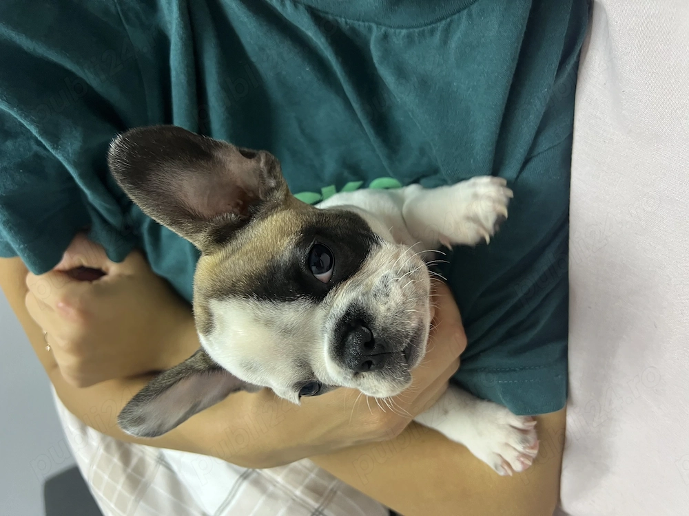 Bulldog francez buldog 