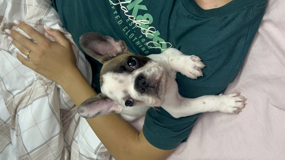 Bulldog francez Buldog