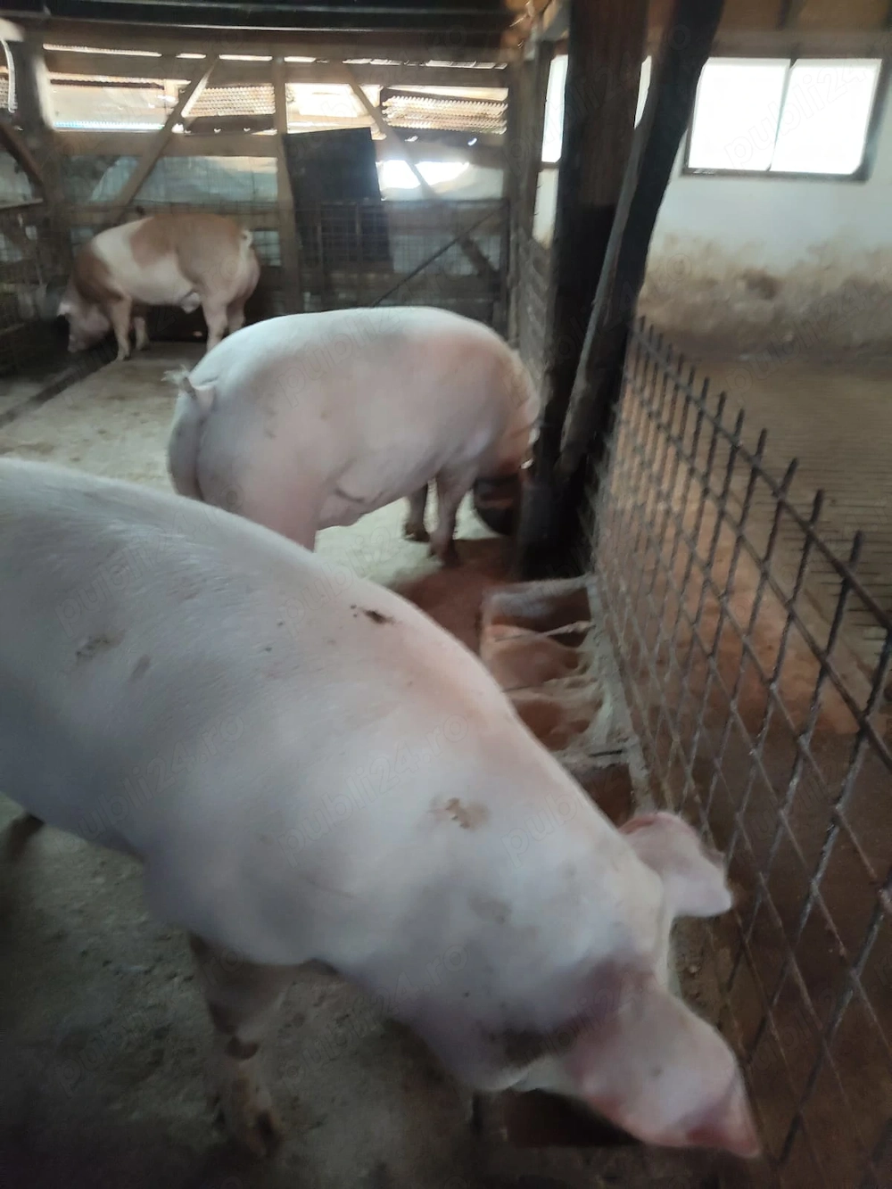 Porc de tăiat 250-300 kg crescut natural 
