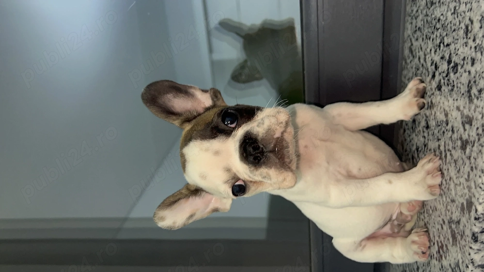 Bulldog francez buldog