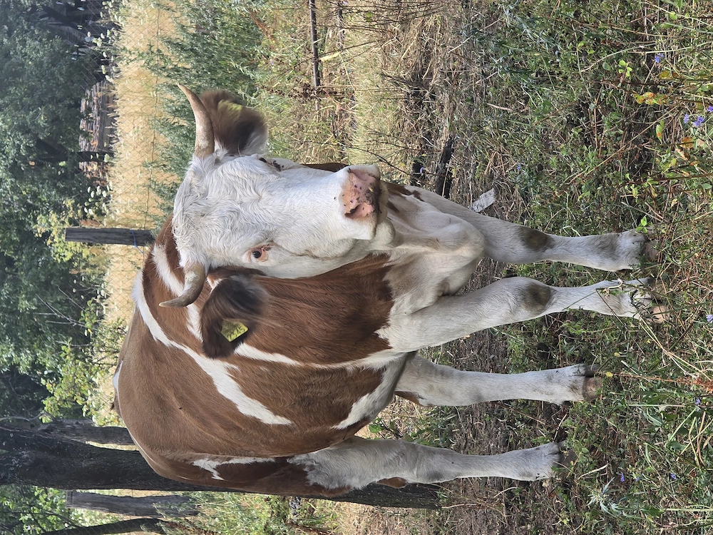 Vand manzata  cu vitel in burta