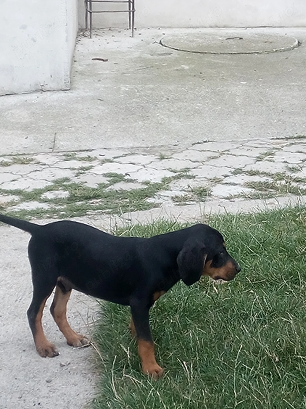 Copoi ardelenesc !