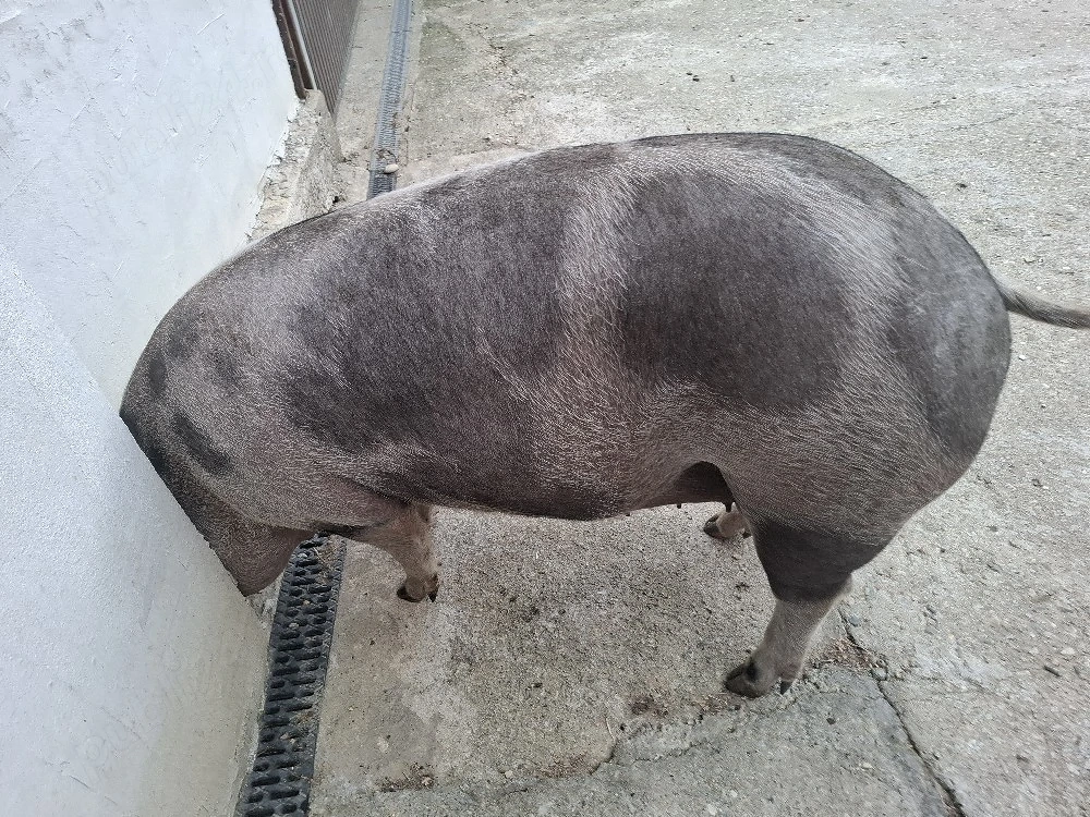 porci de carne