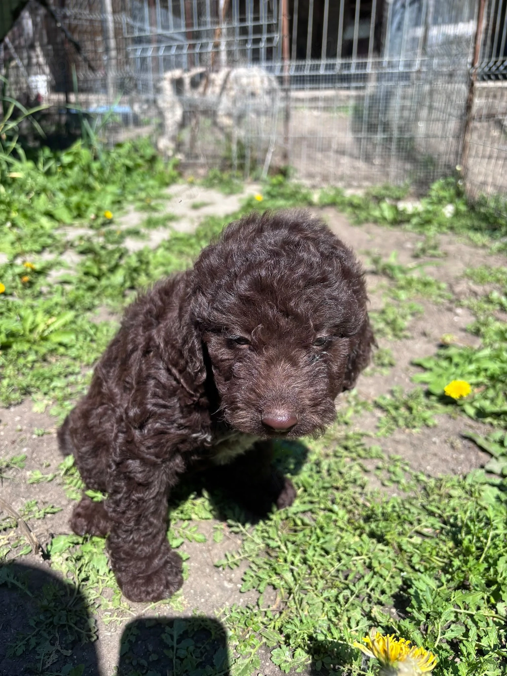 Cațelușă Lagotto Romagnolo 
