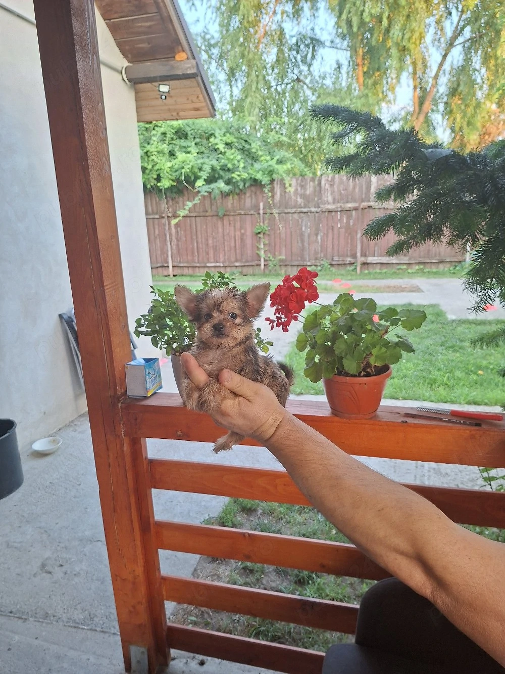 Yorkshire terrier 