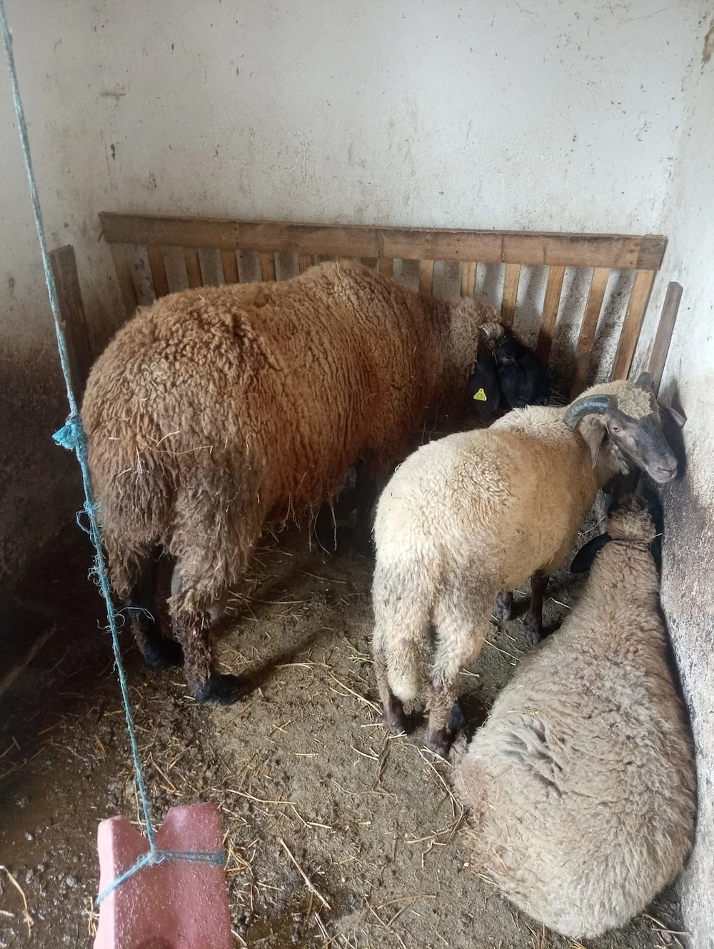 De vânzare sau schimb cu alte animale 