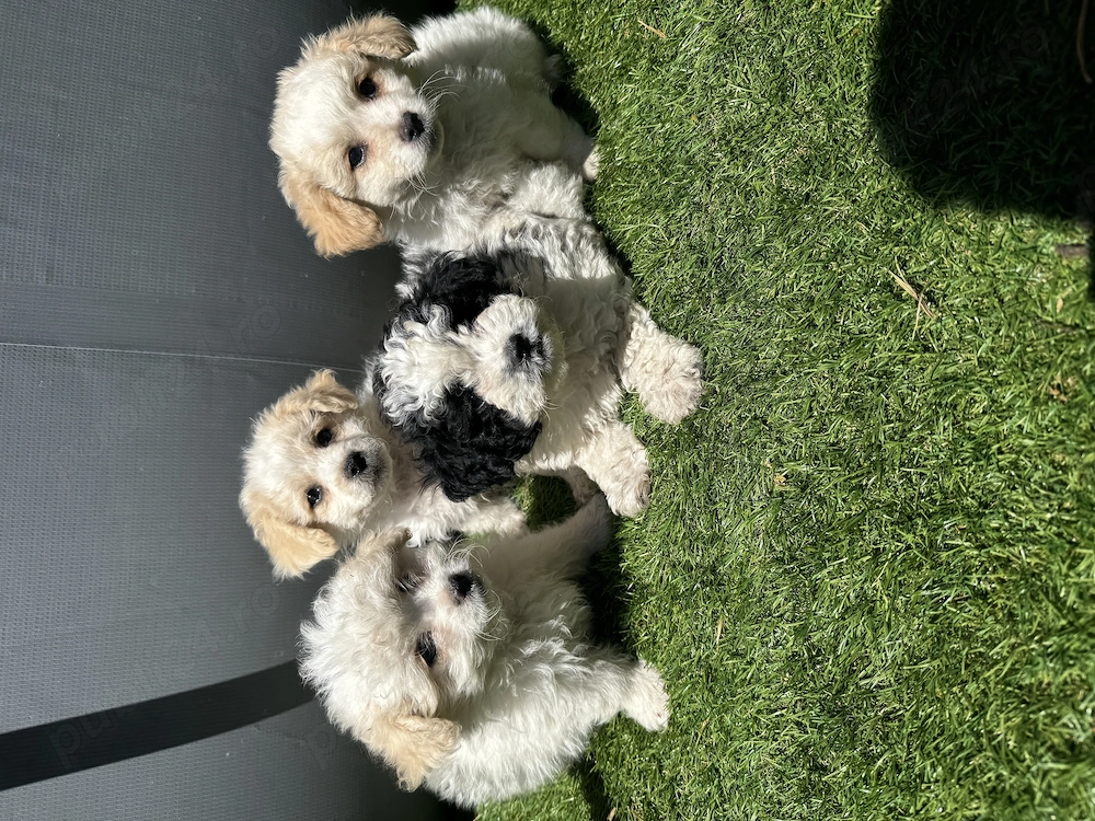 Cățeluși de vânzare Bichon maltez 