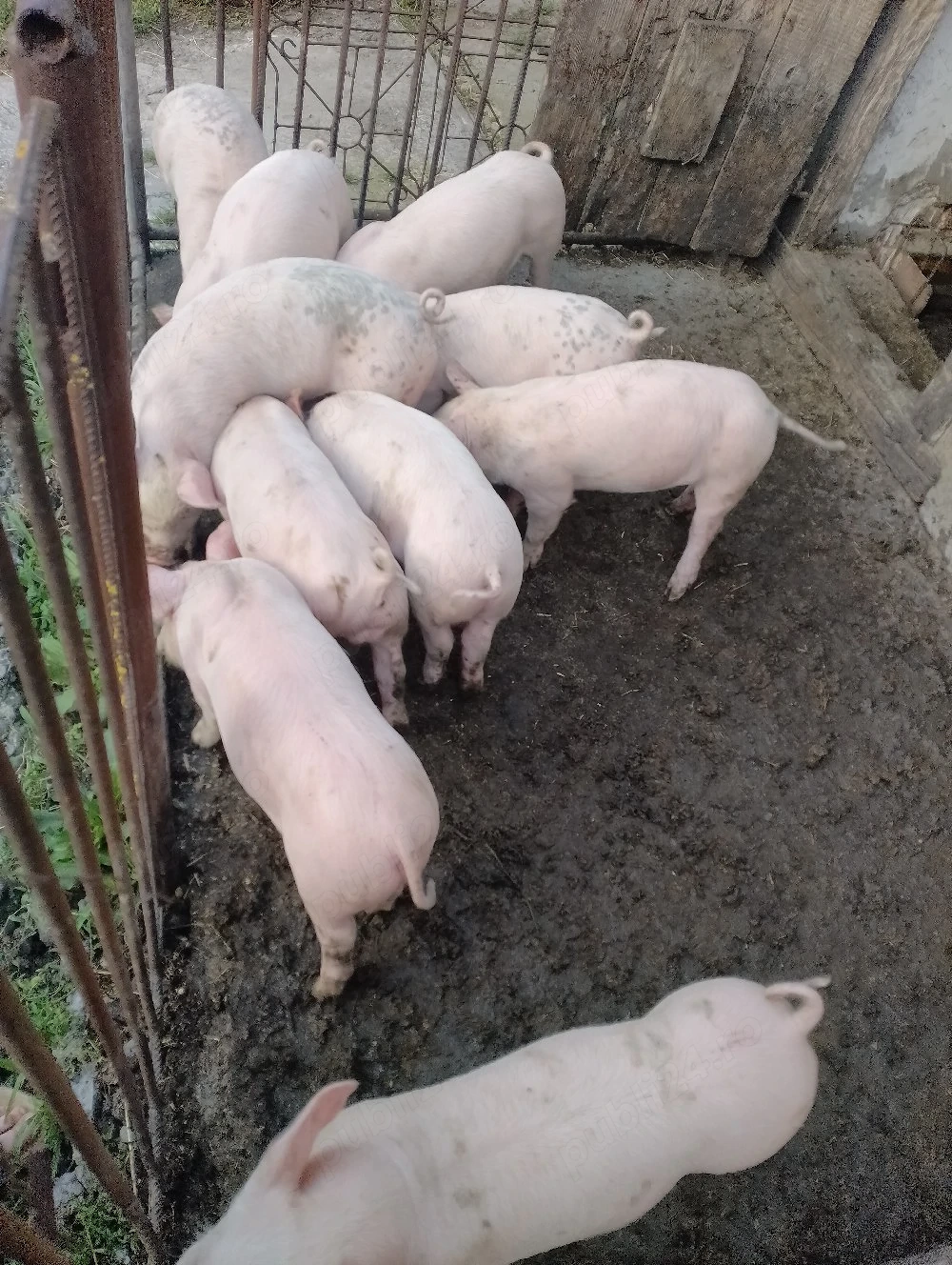 Purcei de vanzare 