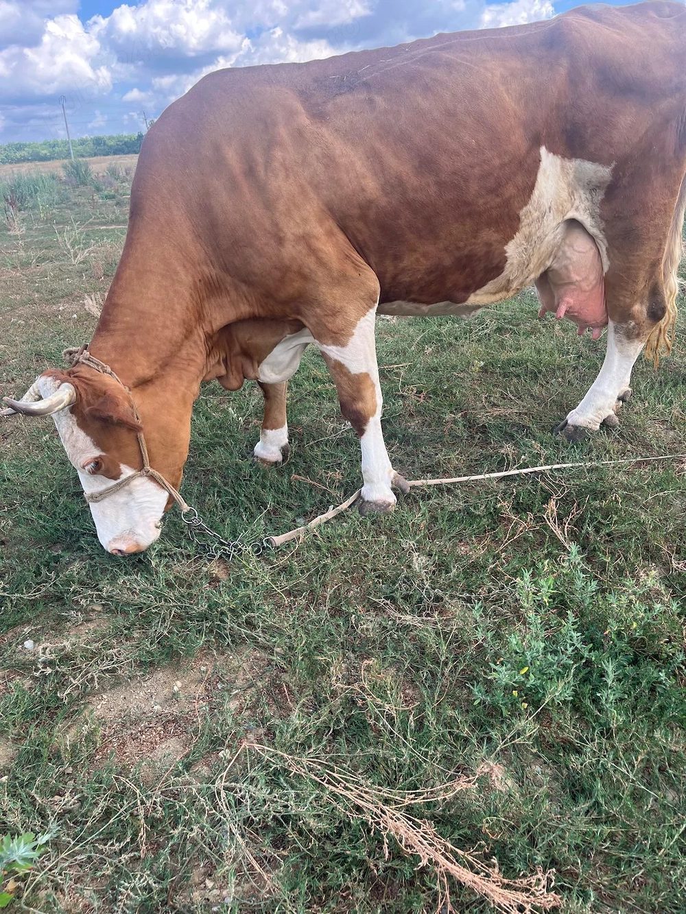 Vand Vaca Baltata Romaneasca cu vitel